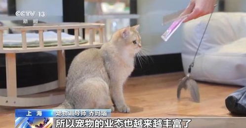 寄养猫咪一天多少钱