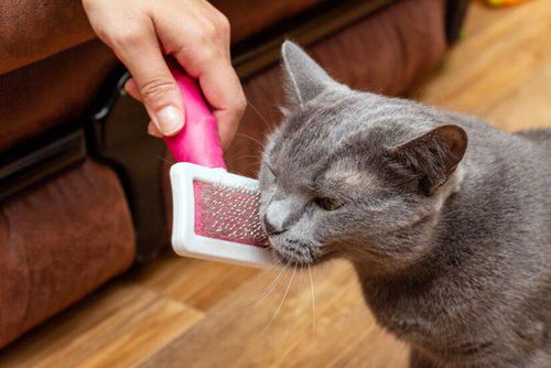 宠物猫怎么清洗毛发干净