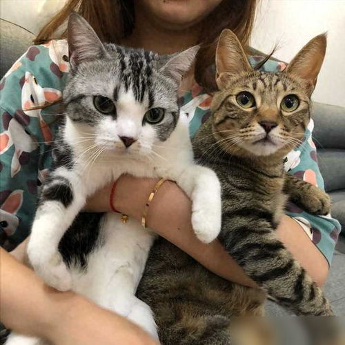 宠物猫怎么养楼房