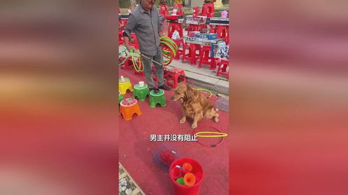 宠物狗套的套圈怎么做的