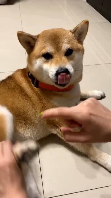 宠物狗实在太臭了怎么办