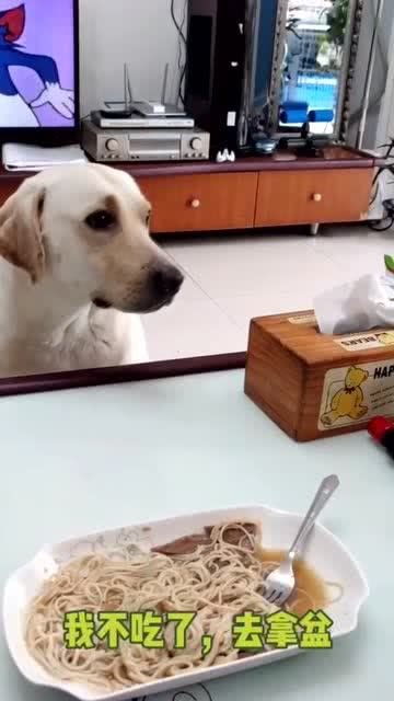 宠物狗不吃面条怎么办