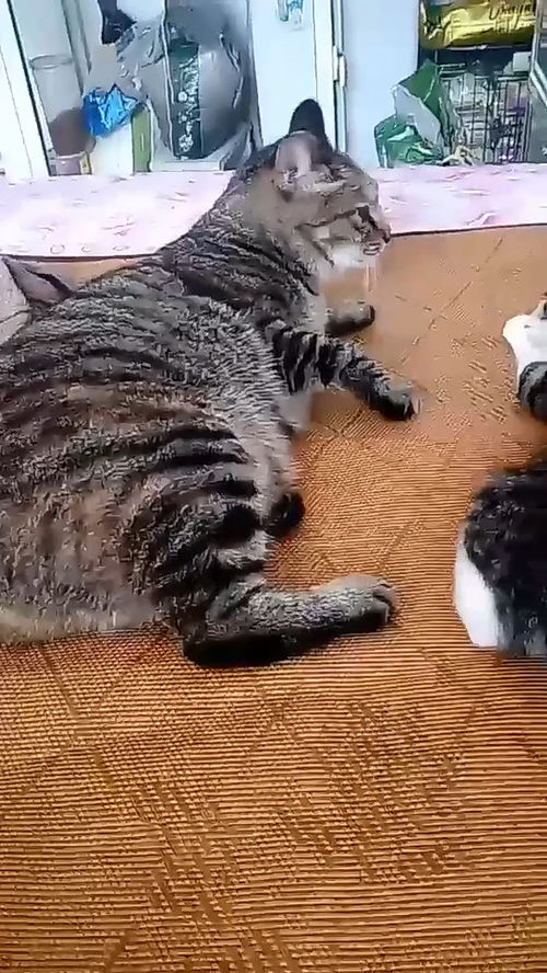 宠物猫凉席怎么选择