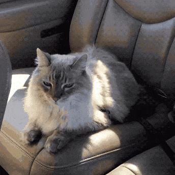 大巴怎么托运宠物猫