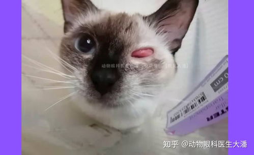 宠物狗结膜水肿怎么办啊