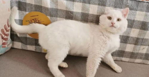 领养宠物猫粮怎么领