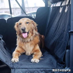 宠物狗怎么才能带回家