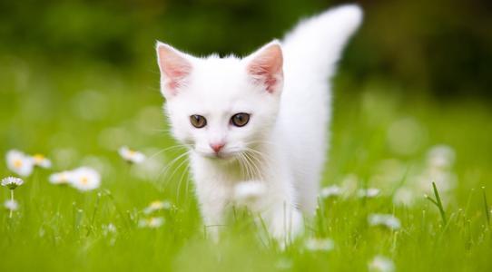 飞机应该怎么托运宠物猫