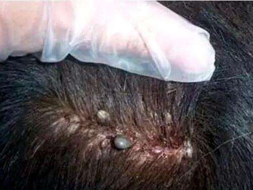 宠物狗长虱子了怎么办