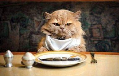 在家怎么自制宠物猫
