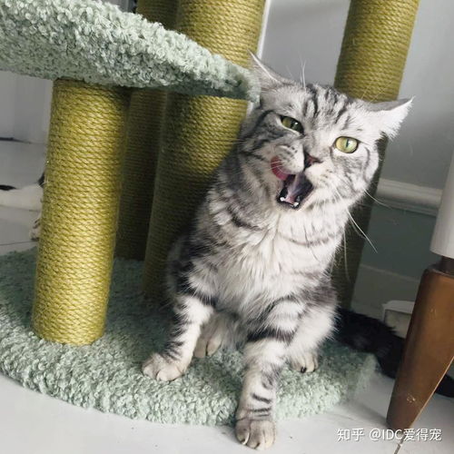 宠物猫要怎么养啊