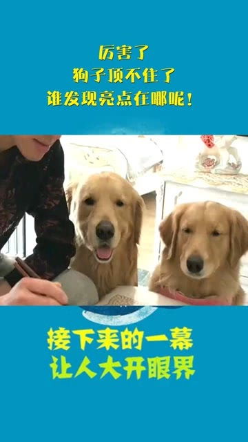 宠物狗谁厉害怎么看它