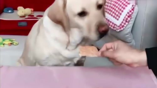 宠物狗该怎么训练它吃东西