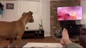 宠物狗怎么养容易成精呢