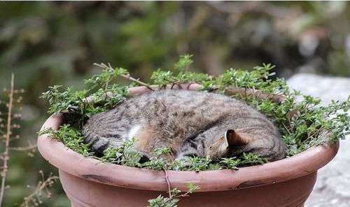 怎么埋葬宠物猫