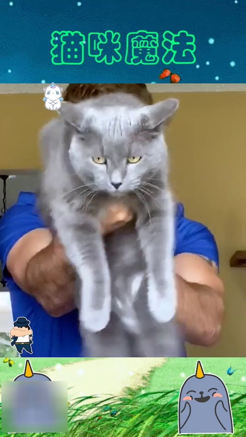 宠物猫要怎么剪辑