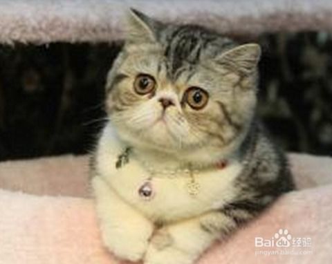 怎么样喂养宠物猫
