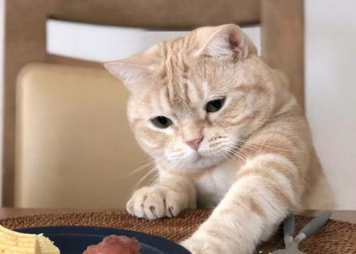 宠物猫怎么抱着舒服
