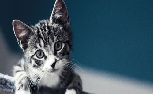 夏天宠物猫怎么好卖