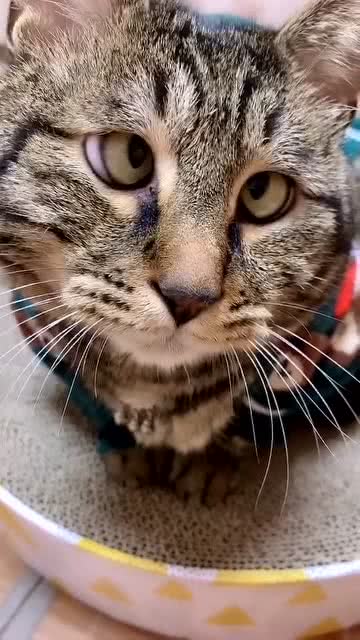 宠物猫没了怎么找家猫