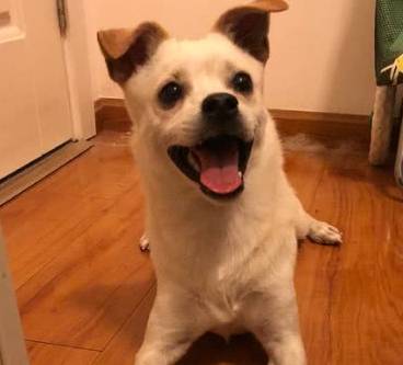 买回来的宠物狗怎么养