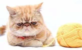 宠物猫扁脸猫怎么喂养