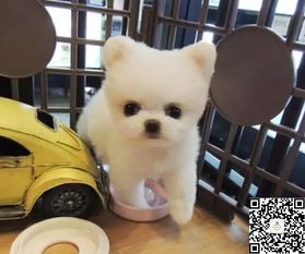 小宠物狗染颜色怎么办啊