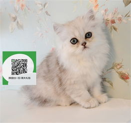 怎么去购买宠物猫