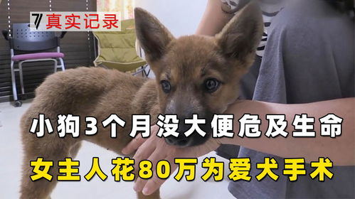 宠物狗怎么洗肛门的屎呢
