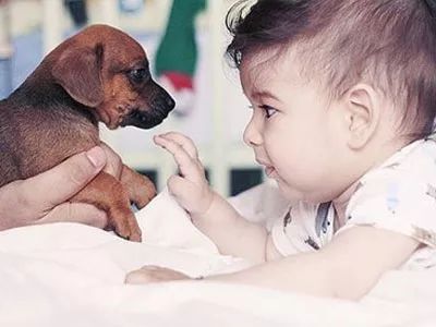 怎么和孩子一起养宠物狗