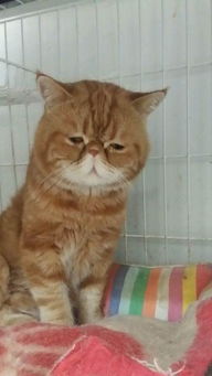 宠物猫怎么给它配种