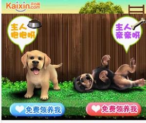 怎么样免费领养宠物狗呢
