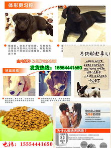 宠物狗粮泰迪怎么吃好呢