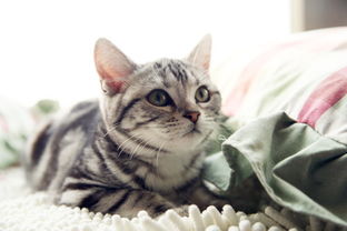 宠物猫怎么样不臭