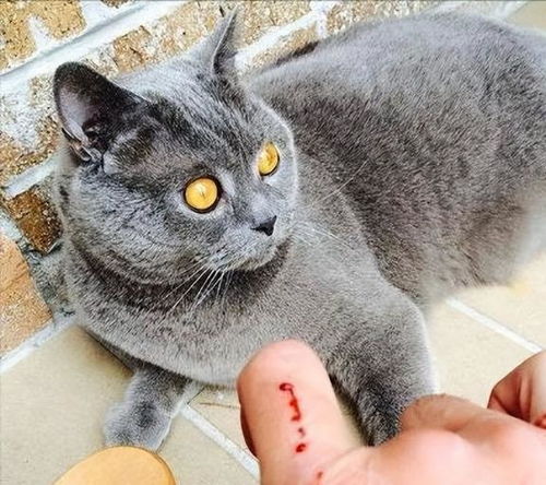 怎么形容宠物猫咬人