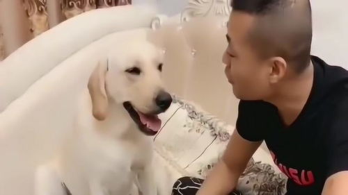宠物狗生气打他怎么办