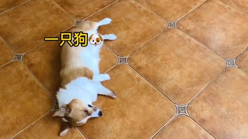 用布做一个宠物狗怎么做