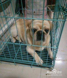 自己不想养宠物狗怎么办