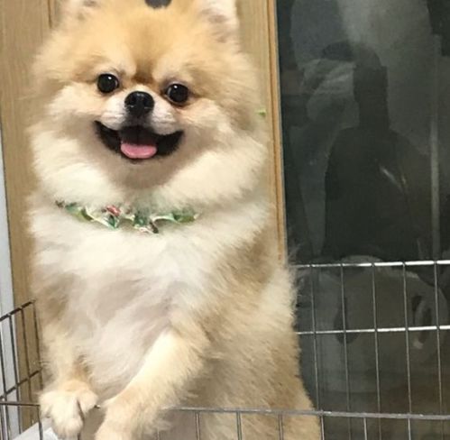 宠物狗耳朵怎么会发炎的