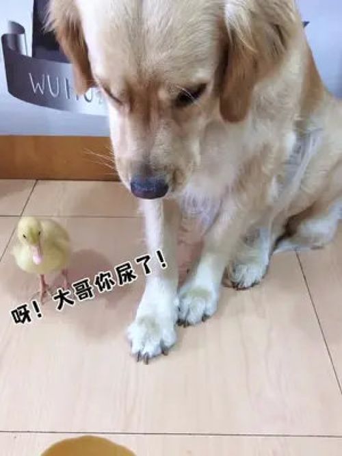 宠物狗乱尿怎么办啊