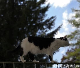 宠物猫怎么养才能长肥