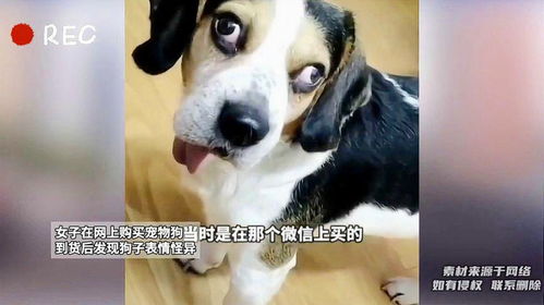 在慈溪怎么买宠物狗犬呢
