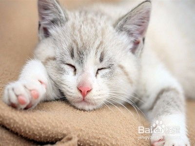 怎么凑齐宠物猫毛发颜色
