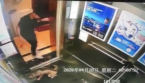 宠物狗扔电梯会怎么样吗