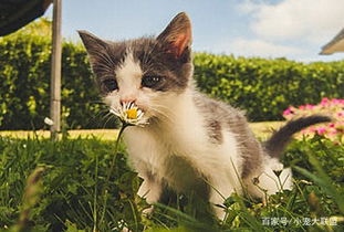 家居猫宠物猫该怎么养活
