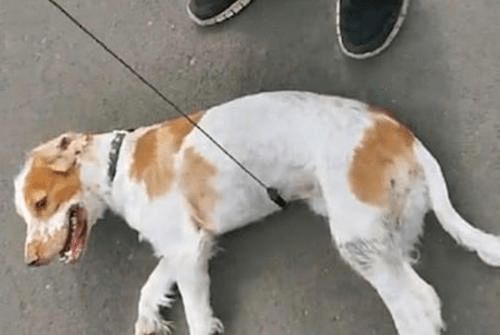 宠物狗浑身僵硬怎么办啊