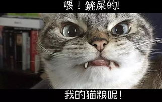 宠物猫没有猫粮怎么喂
