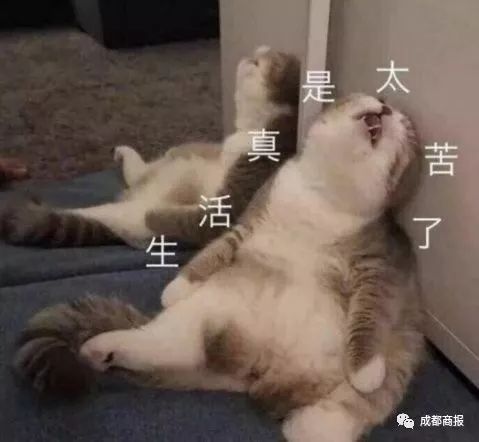 手让宠物猫抓伤了怎么办