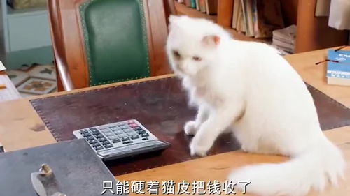 宠物猫店怎么开