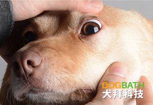 宠物狗怎么用眼药水滴眼睛